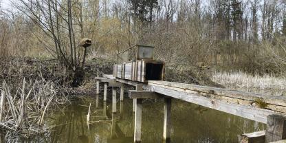 Selbst an Teichanlagen lohnt der Brückenbau zu einer Insel, um Raubwild sicher zu fangen.