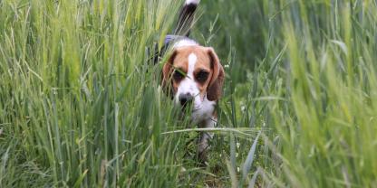 Bei der Arbeit an Getreidefeldern können sich Hunde durch Grannen verletzen.