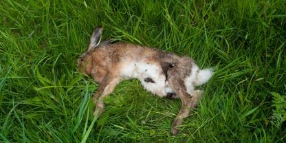 Bei Overath ist ein toter Hase mit der auch für Menschen ansteckenden Krankheit Tularämie gefunden worden (Symbolbild).