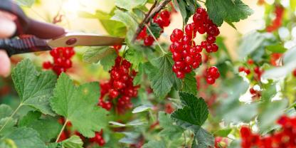 Bei roten und weißen Johannisbeeren entnimmt man zur Ernte drei bis vier der ältesten Triebe direkt über dem Boden.