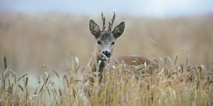 Leberabszesse können beim Rehwild verschiedene Ursachen haben.