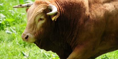 stier-limousin-rind