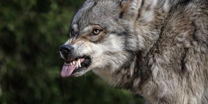 Ein Wolf fletscht die Zähne