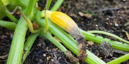 Blütenendfäule an Zucchini kann viele Ursachen haben.