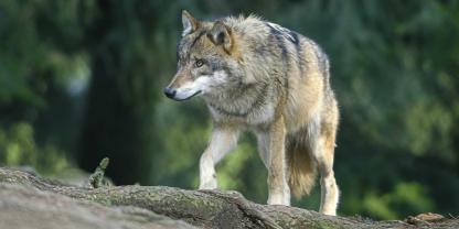 In der Rhön gibt es Neuigkeiten zum Wolf.