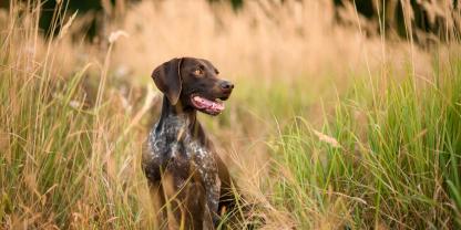 Hundehalter sollten effektive Zeckenschutzmittel nutzen, um eine mögliche Infektion mit Babesiose zu verhindern.