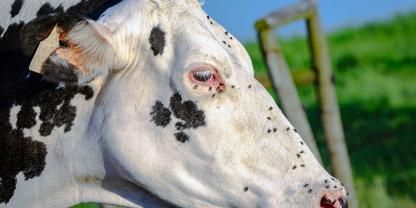 Holsteinkuh-Fliegen_AdobeStock_904353169