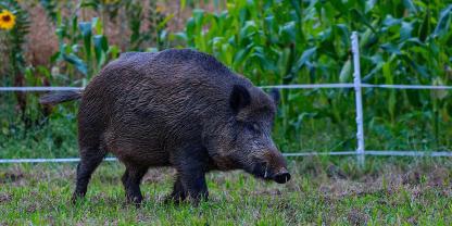 Wegen des Ausbruchs der ASP wird im Landkreis Soest nun das Wildschwein-Monitoring verschärft.