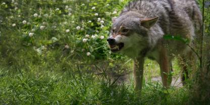 Ein Wolf fletscht seine Zähne.