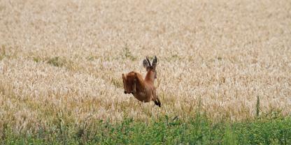 Wind bekommen: Einem abspringenden Bock sollte der Jäger nicht hinterherblatten.