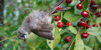 Hilfreich für die Ernte, riskant für Vögel. Schutznetze im Garten stehen immer wieder in der Kritik.