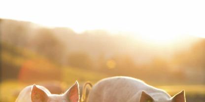 Die wenigsten Schweine haben direkten Zugang zu Sonnenstrahlen beziehungsweise UVB-Strahlung .