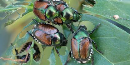 Wenn der Käfer richtig loslegt, bleiben nur noch Blattgerippe übrig. Der Japankäfer ist zirka einen Zentimeter groß. Ein wichtiges Erkennungszeichen sind die weißen Haarbüschel seitlich am Körper unterhalb der Flügeldecken und am Hinterleib.