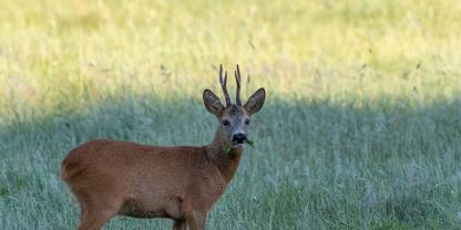 Beim Rehwild konnte die Rekordstrecke des vergangenen Jahres auch im Jagdjahr 24/25 beinahe wieder erreicht werden.