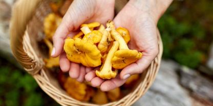 Ist es feucht im Sommer, sprießen Pfifferling und Co.