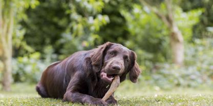 Vegetarische Ernährung von erwachsenen Hunden kann funktionieren.