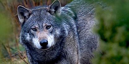 Unter bestimmten Bedingungen darf der Wolf GW3559 im Kreis Helmstedt geschossen werden (Symbolbild).