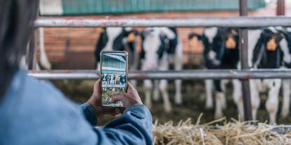 US-Rancher wiegen ihre Rinder zukünftig per App - ganz ohne Waage.