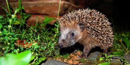 Gefahr durch Müll: Achtlos entsorgte Bänder oder Schnüre können für Igel und andere Wildtiere zur tödlichen Falle werden.