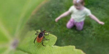 Zecken können FSME oder Borreliose übertragen. Deshalb sollte man seinen Körper immer genau kontrollieren. Das geht nun mit einer App. (SYMBOLBILD)