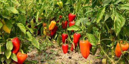 Ab Ende Juli ist die Erntezeit von Chilis gekommen. Meist verrät ihre Schalenfarbe den Reifezustand.