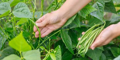 Beerntet man Gartenbohnen regelmäßig, erhöht sich der Ertrag deutlich.