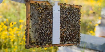 Die Oxalsäurestreifen hängen an den Oberträgern der Rähmchen in die Wabengasse hinein, wo sie mit den Bienen in Kontakt kommen sollen.