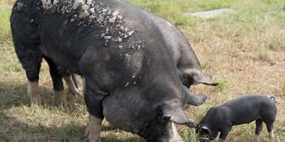 Etwa 70 Berkshire-Schweine hält und schlachtet Alexander Schmidt in der Lüneburger Heide. (Symbolfoto)Foto: Adobe Stock/Jackson Photography