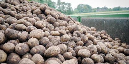 Kartoffeln auf einem Lastwagen