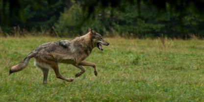 Der Wolf rannte zwischen den Schafen auf der Weide umher und wurde daraufhin erlegt.