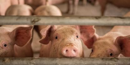 Schweine