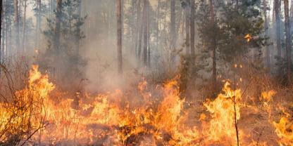 Die meisten Waldbrände sind menschengemacht. Deshalb fordert die Schutzgemeinschaft Deutscher Wald nun dringend Maßnahmen.