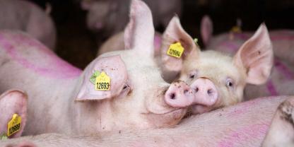 Pilgrams Europa bietet Schweinemästern 20-Jahres-Verträge. Es geht vor allem um die Versorgungssicherheit.