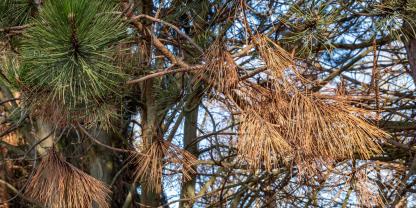 Der Wald in Deutschland könnte durch Hitze und Trockenheit seine Funktion verlieren - und so den Klimawandel weiter beschleunigen. (SYMBOLBILD)