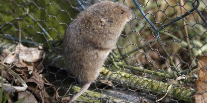 Wühlmäuse kann man tatsächlich aus den Beeten aussperren.