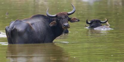 Wasserbüffel in einem See