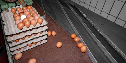Eier werden verpackt