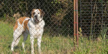 Hund-Zaun-AdobeStock_274373560