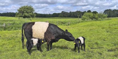 Auf einem Betrieb in Schleswig-Holstein brachte eine Galloway-Kuh gesunde Zwillinge auf die Welt.