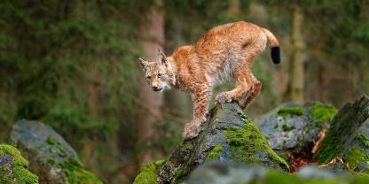 In Thüringen wurde nun ein Luchs aufgepäppelt.