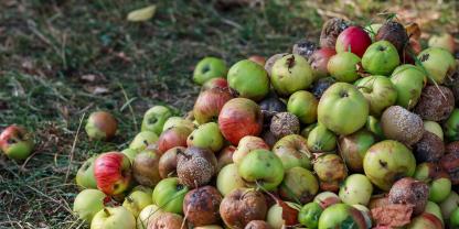 Faule Äpfel