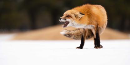 Im bayerischen Apfeltrang griff ein Fuchs wiederholt Menschen an (Symbolbild).