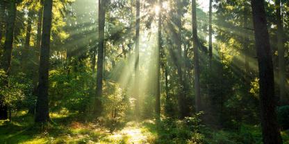Wald ist produktiver, wenn er mehr Vielfalt in sich birgt.