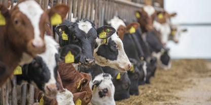 Im Allgäuer Tierskandal hat die KBLV nun auch dem Betriebsleiter eines großen Milchviehbetriebes in Bad Grönenbach ein Tierhaltungsverbot auferlegt.