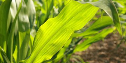 Wunder der Natur: In Maisblättern passiert etwas, das nur C4-Pflanzen können – besonders effizient Biomasse bilden. Damit liefern C4-Pflanzen ein Viertel der weltweiten Photosyntheseleistung.