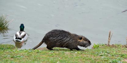 In Deutschland breiten sich Nutria immer weiter aus.