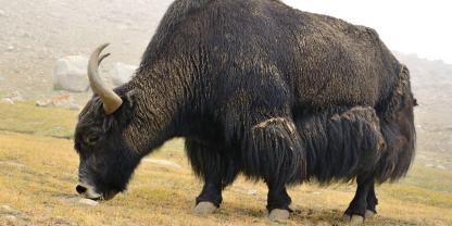 Ein Yak wurde in Österreich von der Weide gestohlen. (Symbolbild)