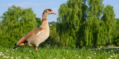 Nicht das Töten von Gänsen steht beim neuen Gänsemanagement in BW im Vordergrund, sondern mögliche Maßnahmen, um die Gänse von Teilflächen fernzuhalten.