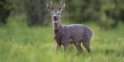 Mancher Bock kam an den Lieblingsplätzen zur Strecke. Allerdings nicht immer vom Autoren selbst erlegt.Ein aggressiver Rehbock attackierte eine Joggerin (Symbolbild).In Bayern tobte jüngst eine kurze Debatte ums Rehwild.Auch beim Rehwild können Grandeln vorkommen.Einheitliche Regelungen bezüglich des Rehwildabschusses in Deutschland? Der Föderalismus greift bei diesem Thema sehr stark ein.Rehwild war in der Schweiz das meistgejagte Wild im Jagdjahr 2024.
