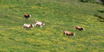 Almvieh in Panik (Symbolbild): Wenn Weidetiere auf dem Berg aufgeschreckt und in Fluchtmodus versetzt werden, ist das besonders gefährlich. So geschehen auf der Kämialm im Wettersteingebirge im Landkreis Garmisch-Partenkirchen. Der Auslöser könnte eine Hubschrauberübung der Bundeswehr gewesen sein. Für 15 Rinder endete dies tödlich.